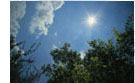 Sun shines behing the tree